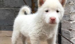 下司犬视频,忠诚守护的中华犬种风采